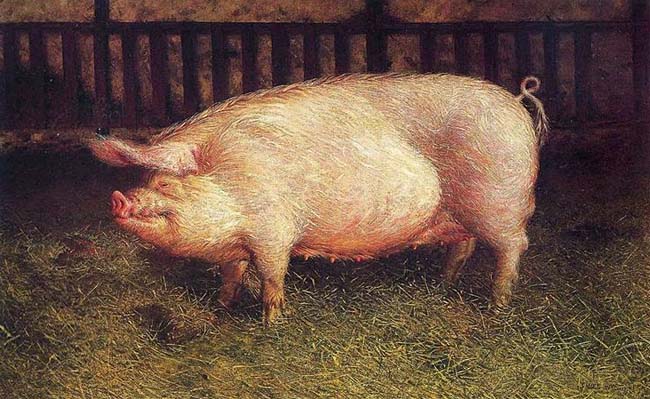 Portrait of Pig - Jamie Wyeth