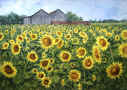 sunflowers_Scarborough.jpg (103603 bytes)