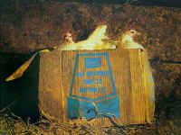 10W_40_chicken_box_James_Jamie_Wyeth_print.jpg (89742 bytes)