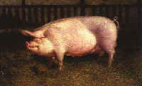 portrait_of_a_pig_print_James_Jamie_Wyeth_print.jpg (41053 bytes)