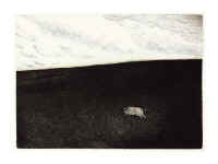 runaway_pig_James_Jamie_Wyeth_etching_print_the_farm.jpg (77897 bytes)